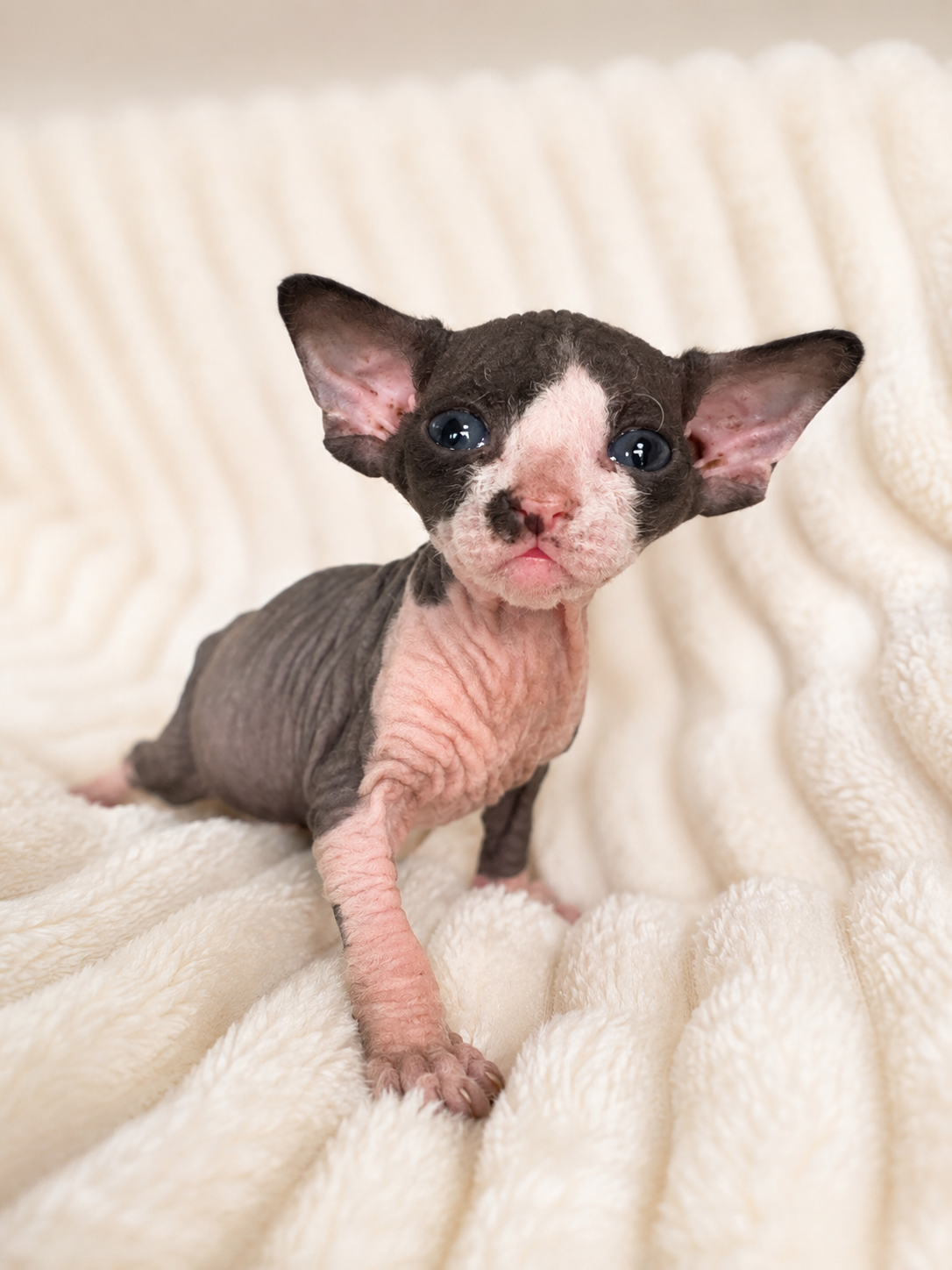 Female Sphynx (Annie - Reserved)