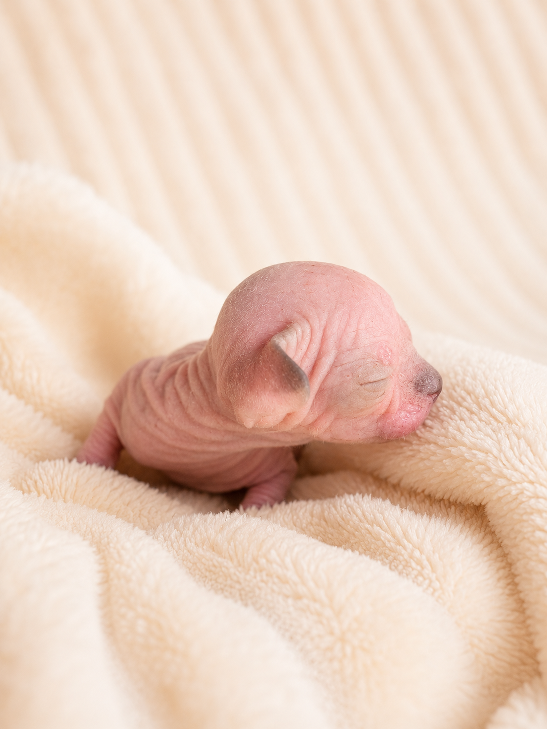 Female Sphynx (Penny)