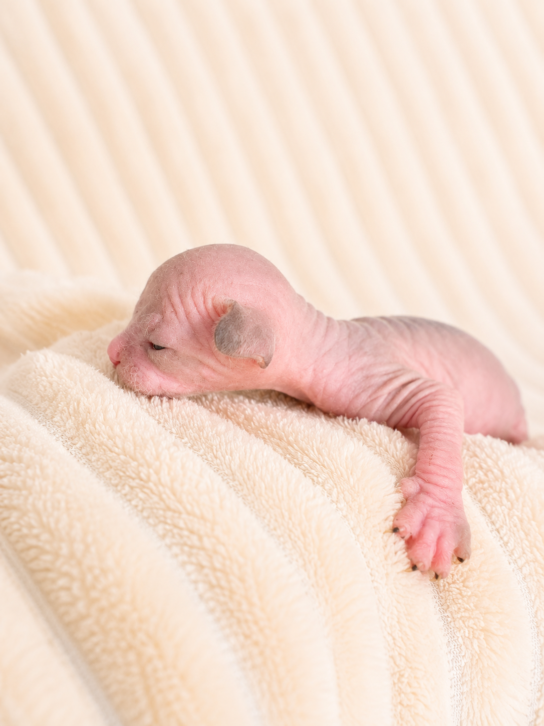 Male Sphynx (Mr. Miyagi)