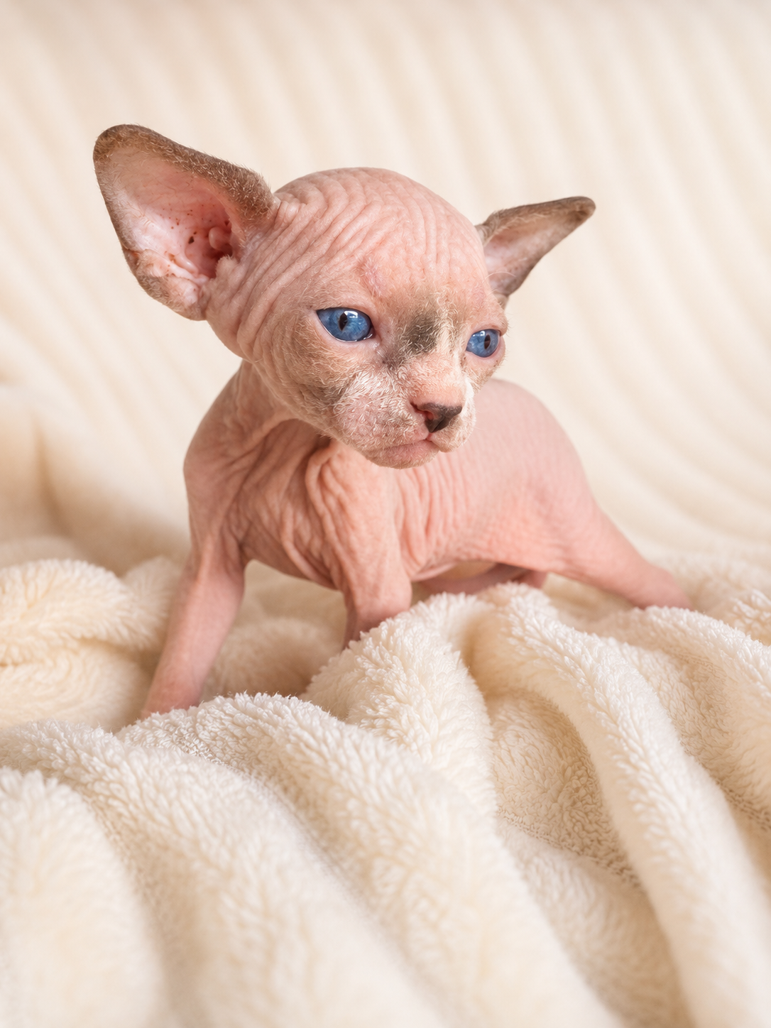 Male Sphynx (Henry - Reserved for Amanda)