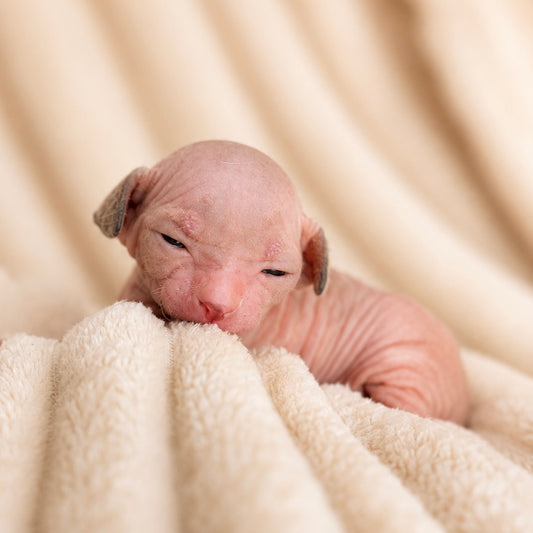 Male Sphynx (Henry)
