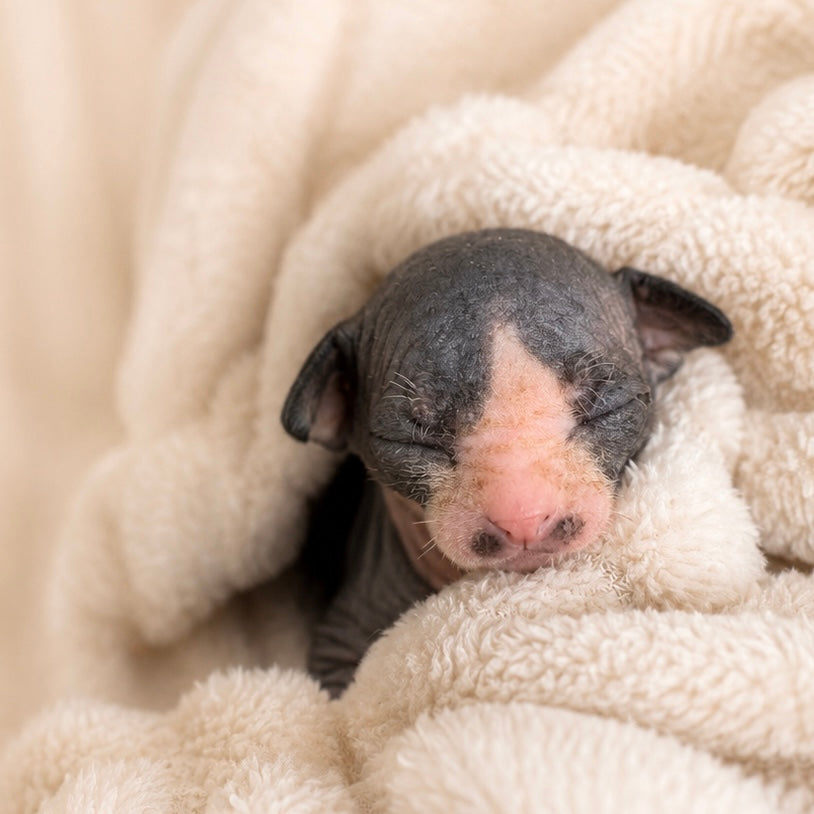 Male Sphynx (Albert)