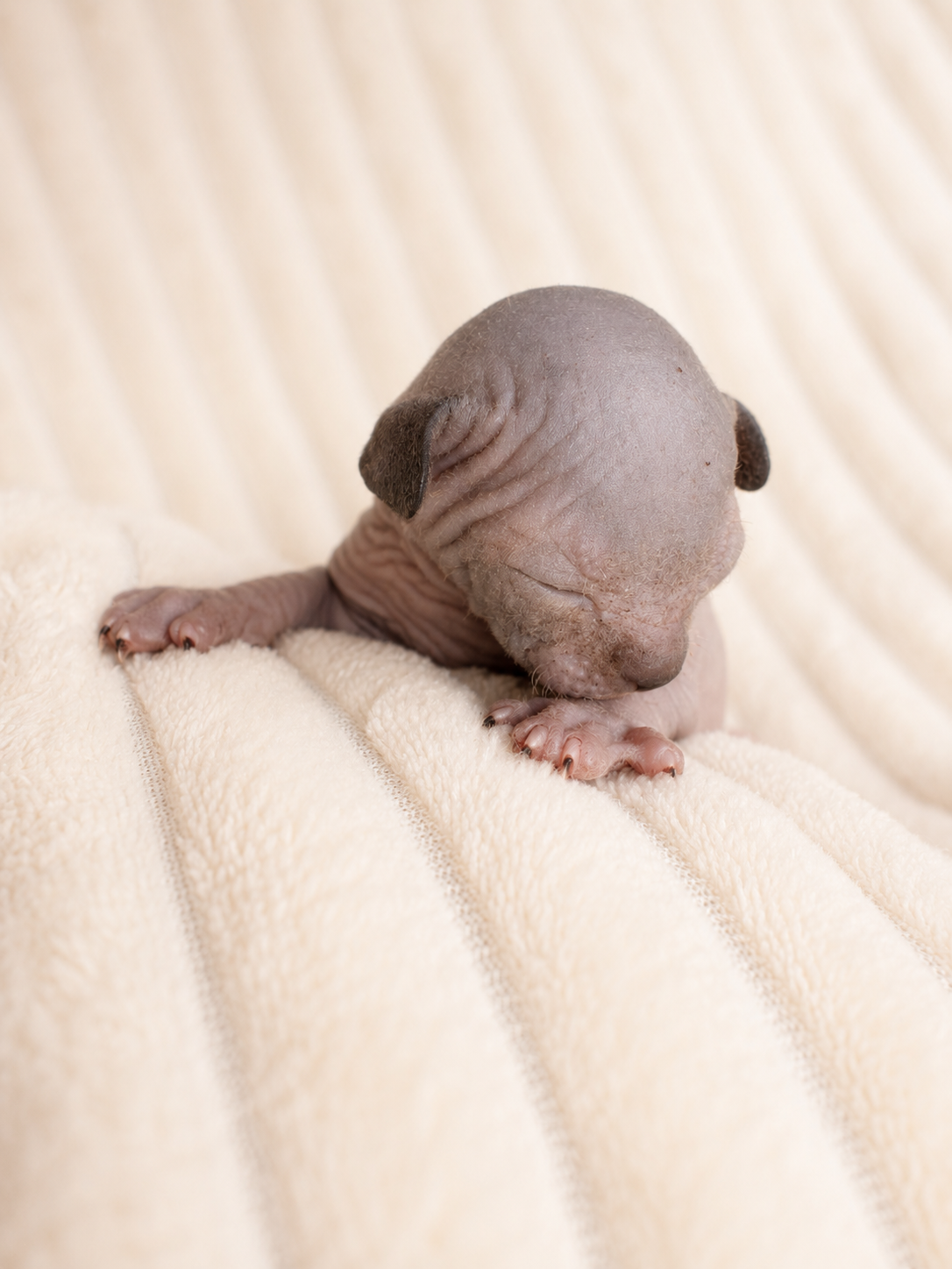 Male Sphynx (Dom - Reserved for Kimberly)