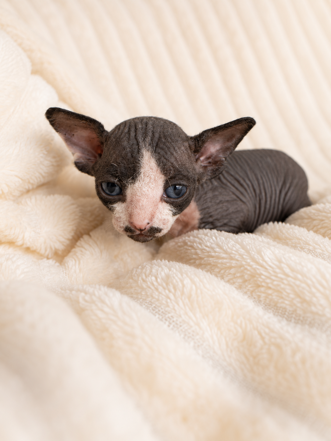 Male Sphynx (Stache - Reserved for DeeDee)