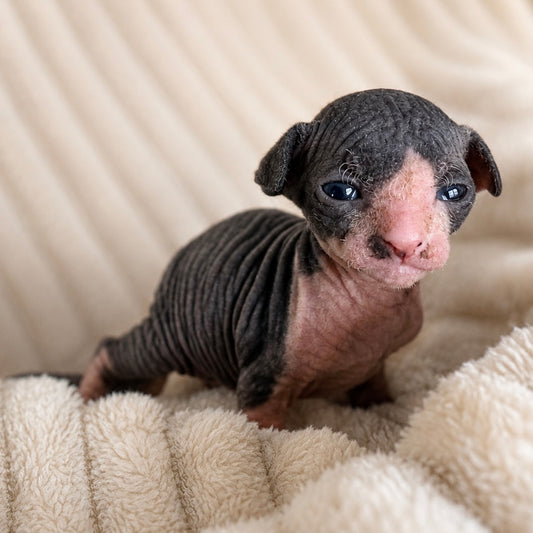 Female Sphynx (Annie)