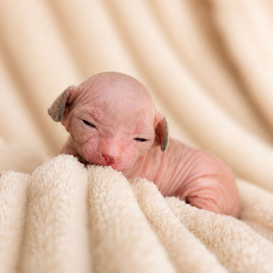Male Sphynx (Henry)