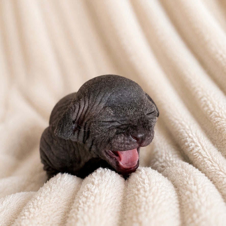 Male Sphynx (Cobbler)