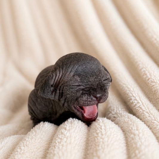 Male Sphynx (Cobbler)