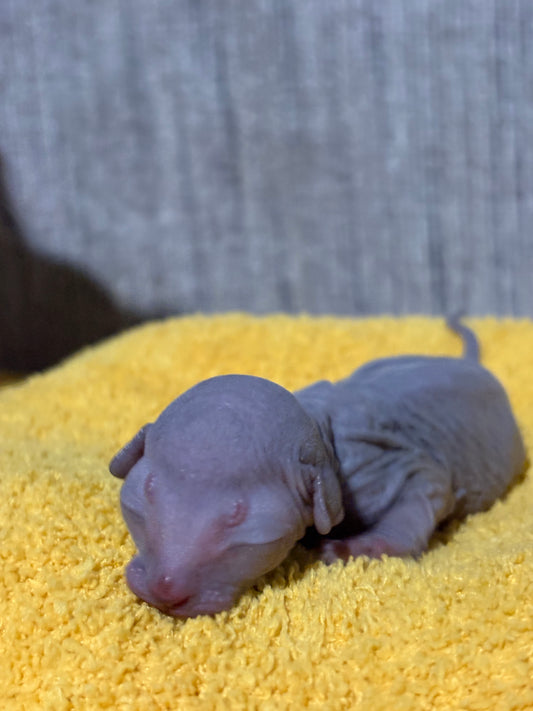 Solid Blue Male (Reserved - Necie)