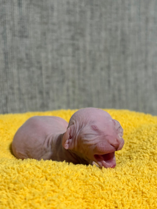 Lilac & White Male (Reserved - Kalli)