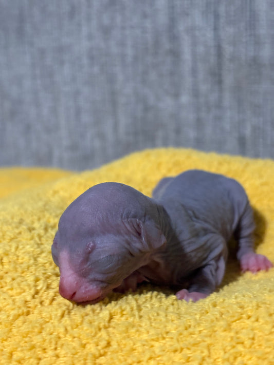 Blue & White Male (Reserved - Tyeshia)