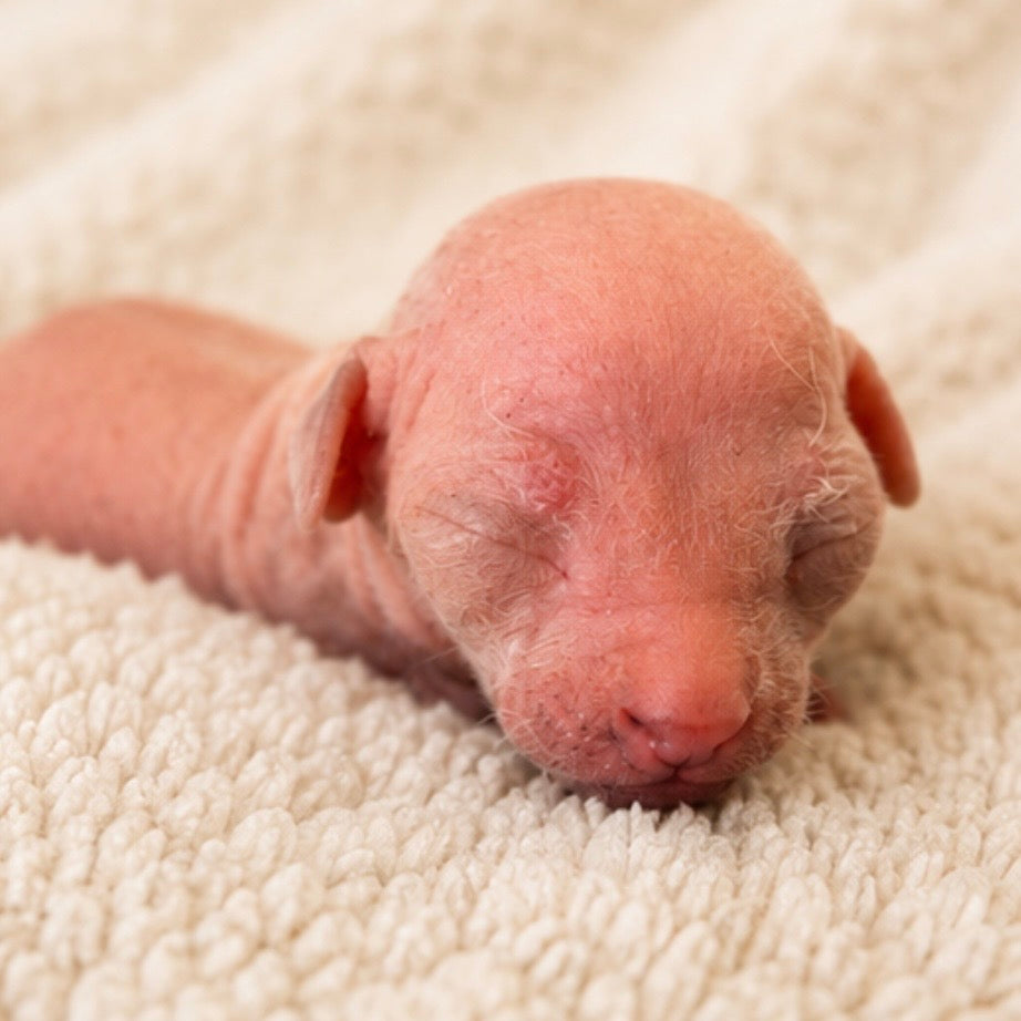 Male Sphynx (Henry)