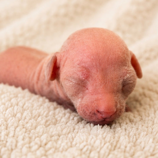 Male Sphynx (Henry)